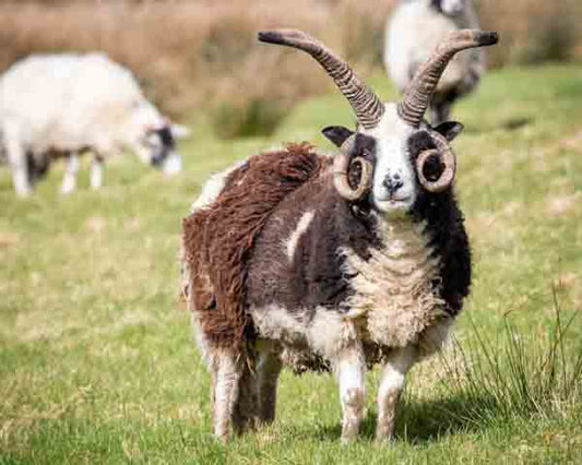 Spinning a Yarn: Our Mission for British Wool