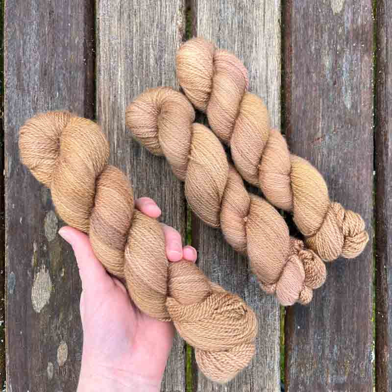 Acorn