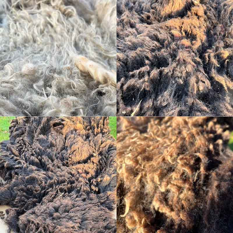 100% Scottish Wool - 2021/22