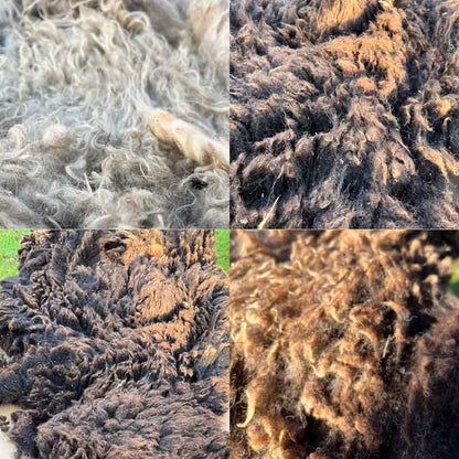 100% Scottish Wool - 2021/22